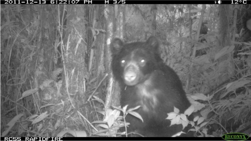 A spectacled bear caught by the trap camera, at night